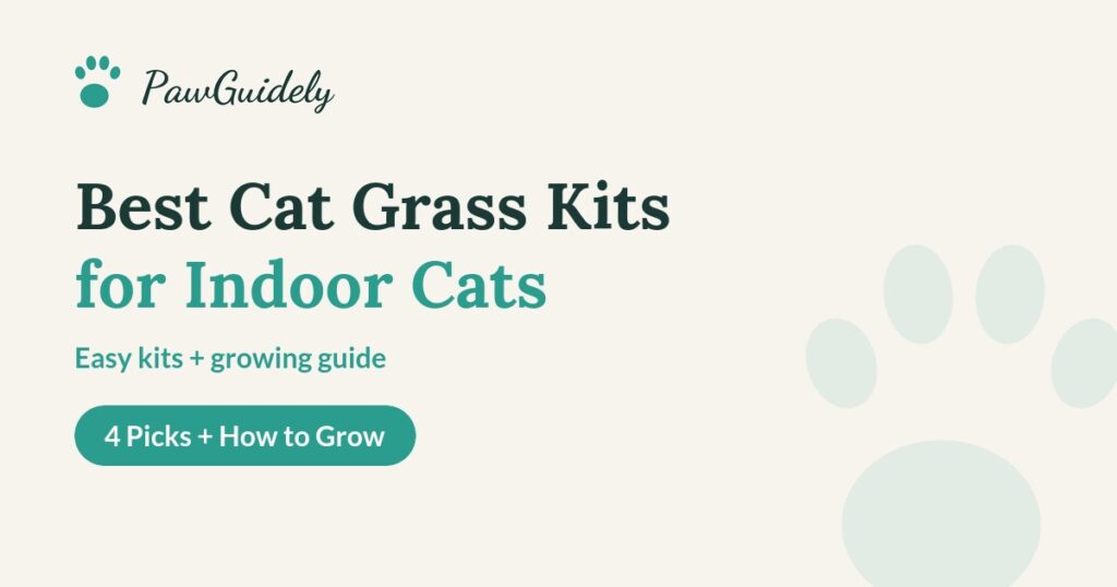 Best cat grass kits guide from PawGuidely
