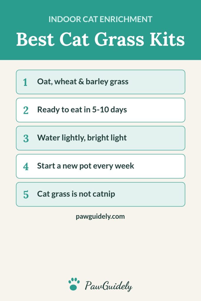 Pinterest graphic: best cat grass kits and growing tips