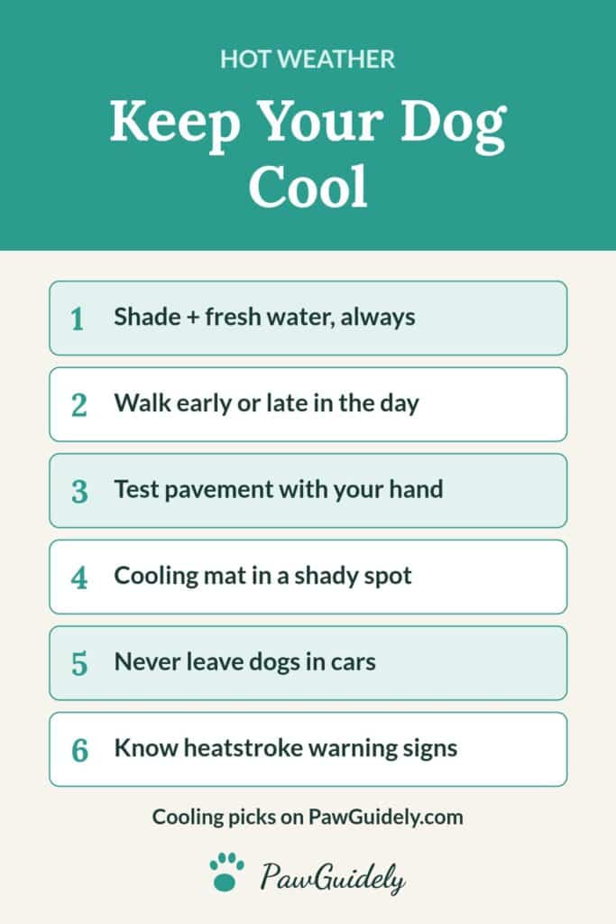 Pinterest pin: how to keep your dog cool in hot weather