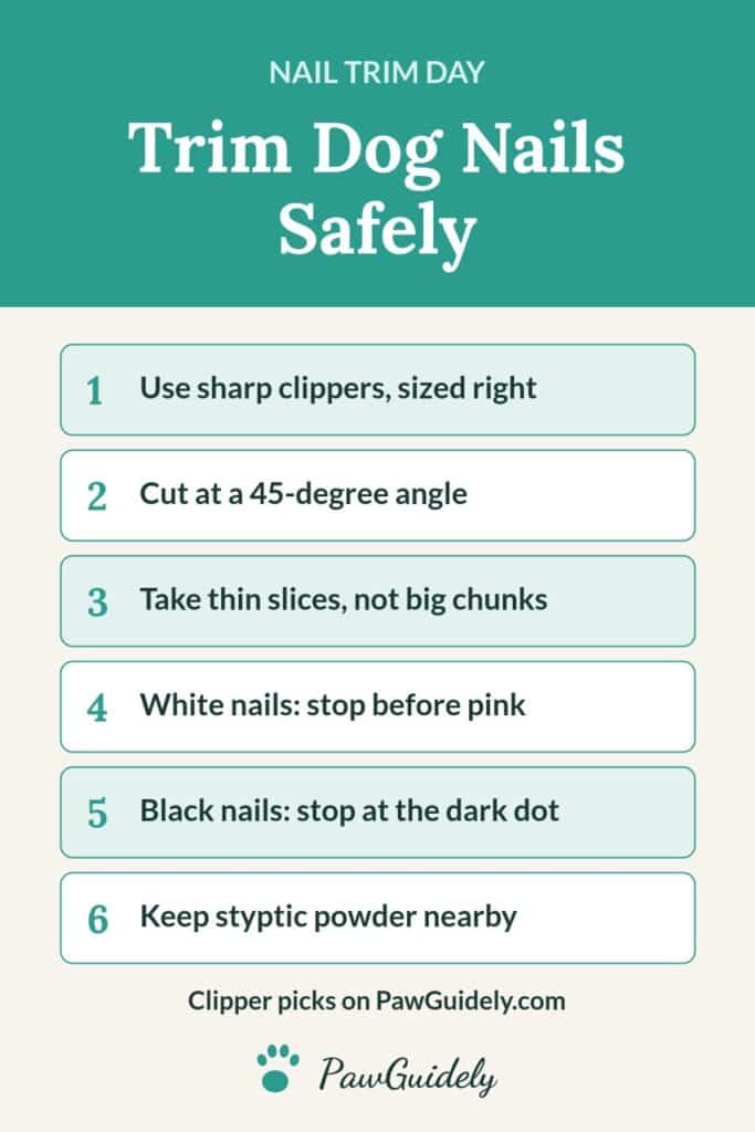 Pinterest pin: how to trim dog nails safely