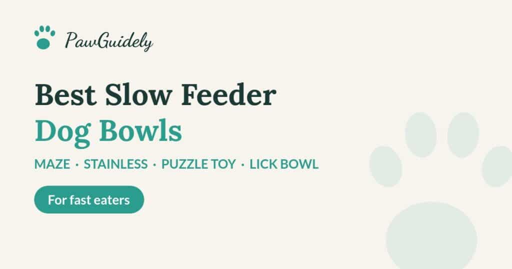 Best slow feeder dog bowls of 2026 for fast eaters