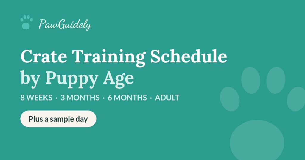 Crate training schedule by puppy age, from 8 weeks to adult