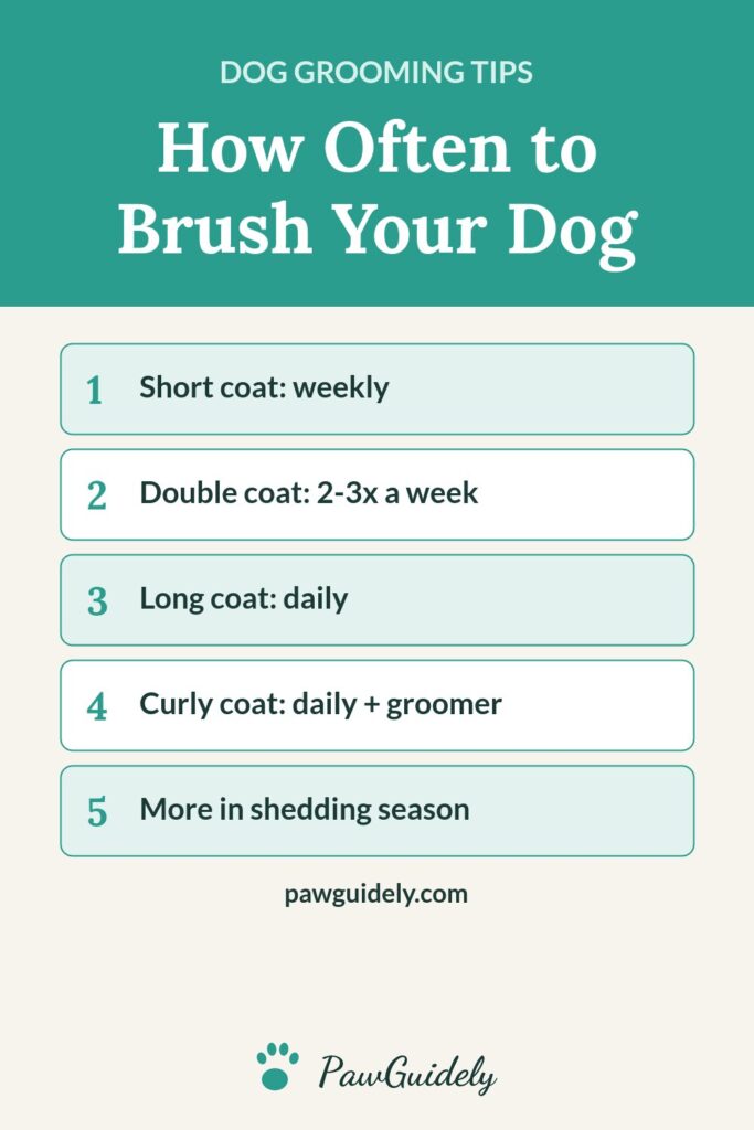 Pinterest graphic: how often to brush your dog by coat type