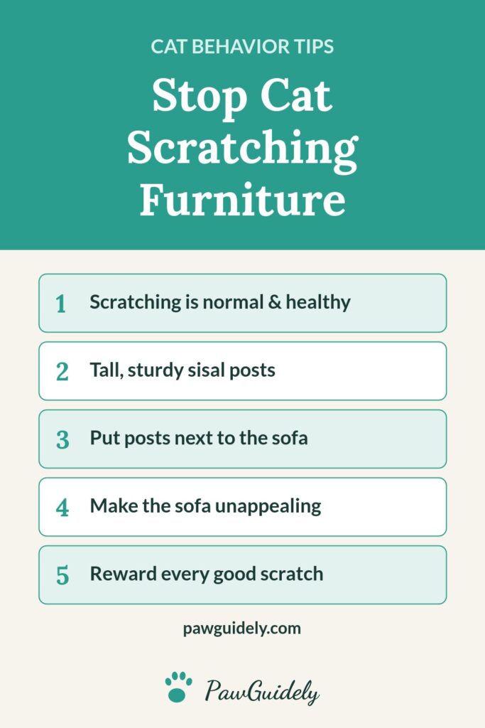 Pinterest graphic: how to stop a cat scratching furniture
