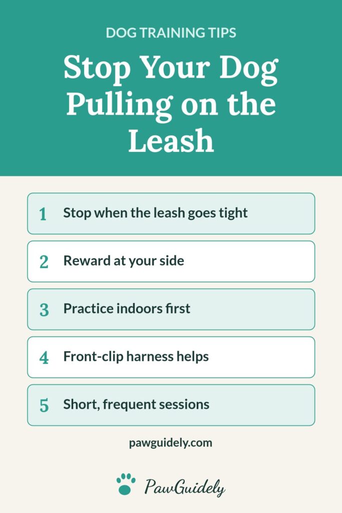 Pinterest graphic: how to stop a dog pulling on the leash
