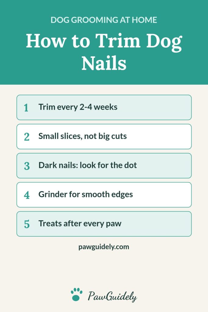 Pinterest graphic: how to trim dog nails at home